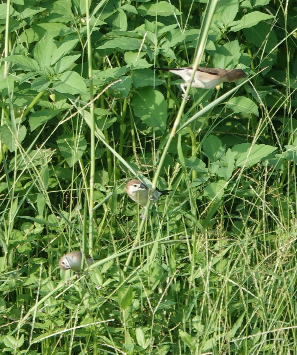 Indian Silverbill - ML638308501