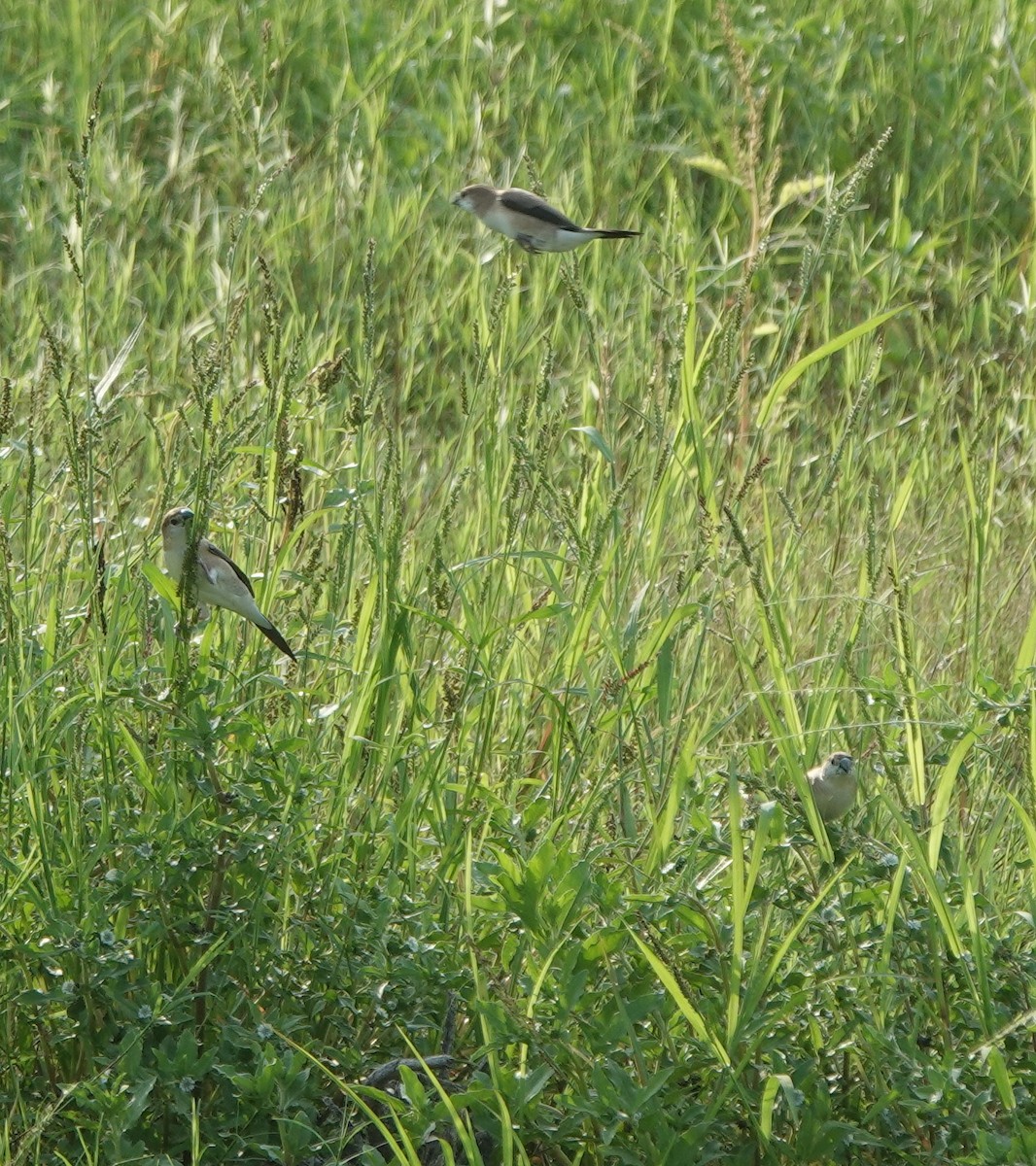 Indian Silverbill - ML638308502
