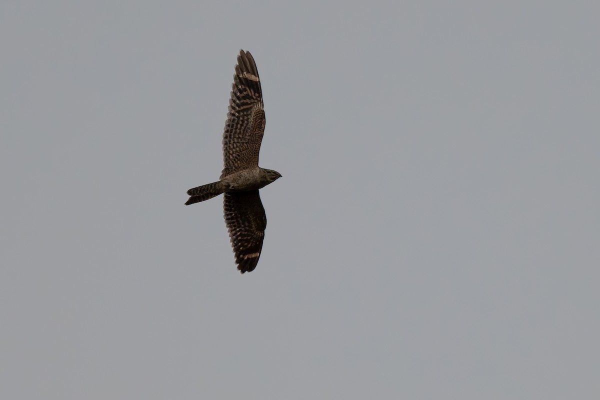 Lesser Nighthawk - ML638308504