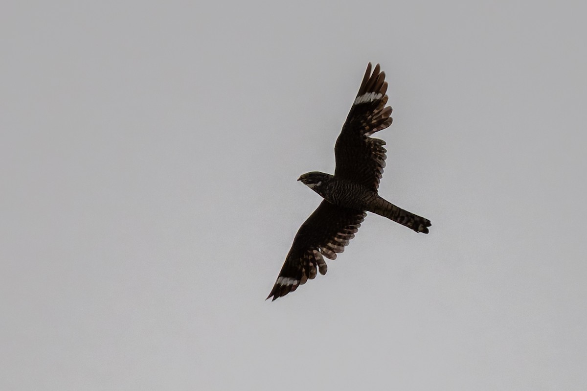 Lesser Nighthawk - ML638308505