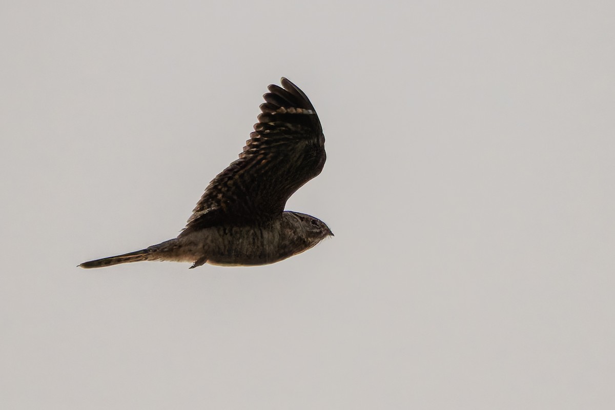 Lesser Nighthawk - ML638308506