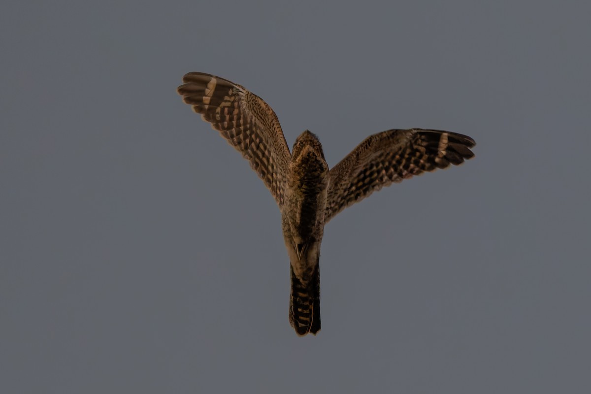 Lesser Nighthawk - ML638308507