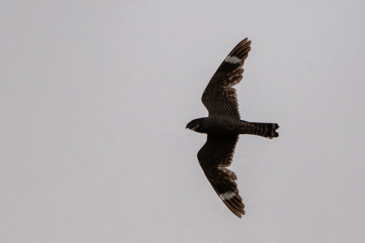Lesser Nighthawk - ML638308508