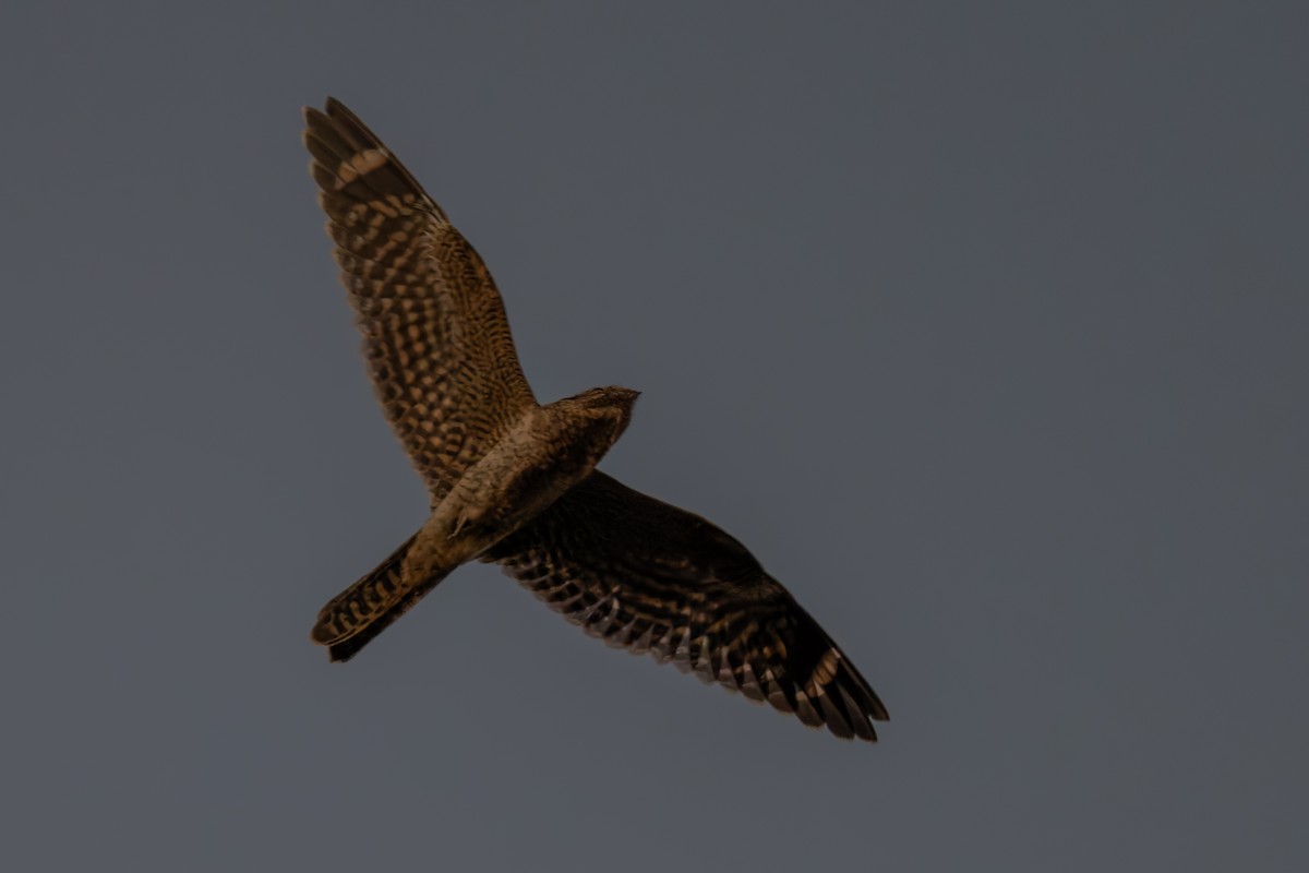 Lesser Nighthawk - ML638308509