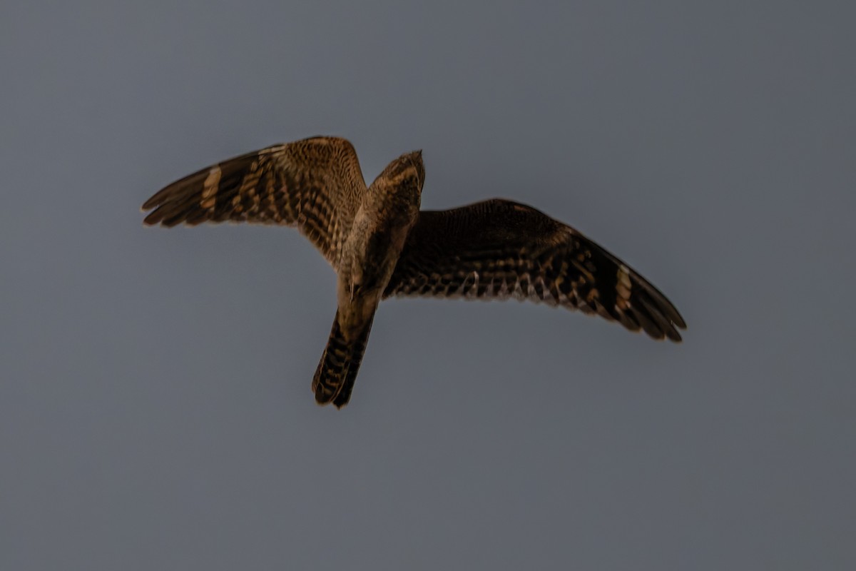 Lesser Nighthawk - ML638308510