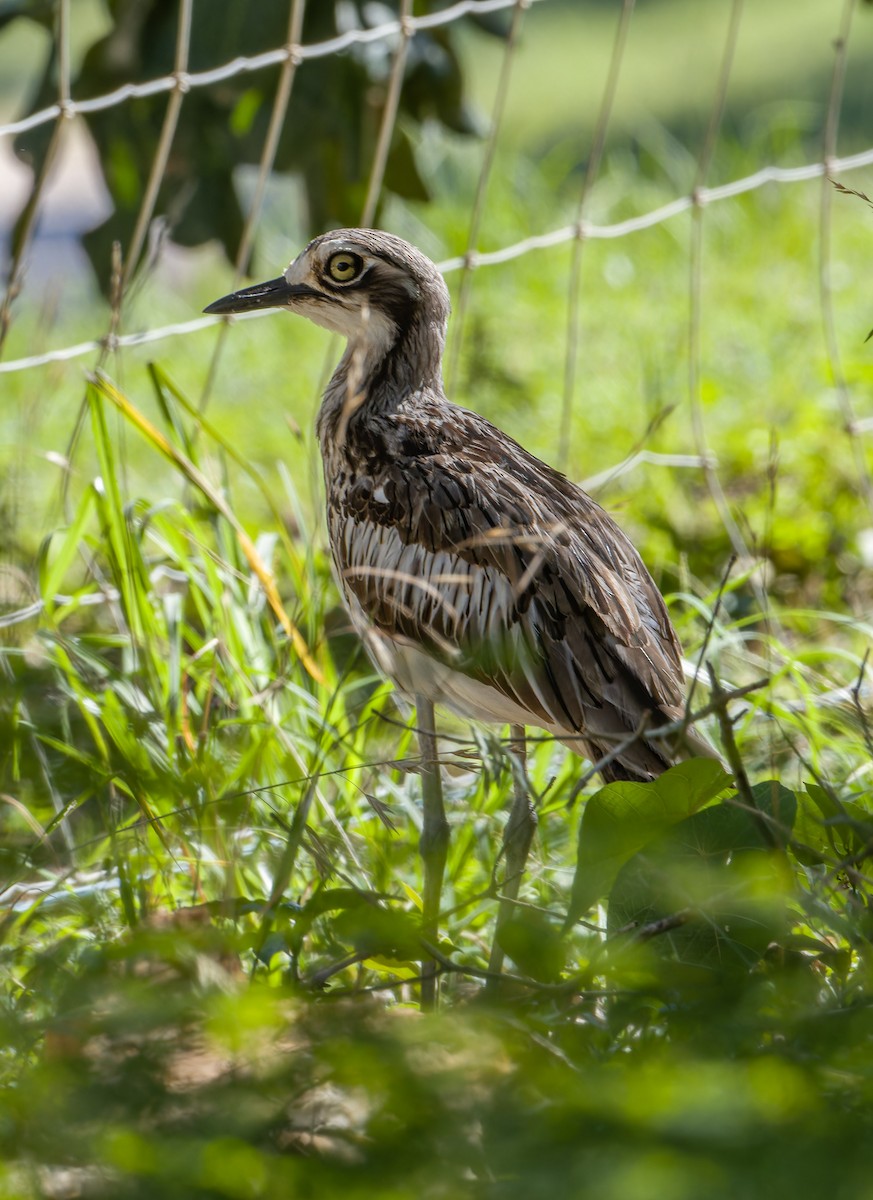 Bush Thick-knee - ML638308511