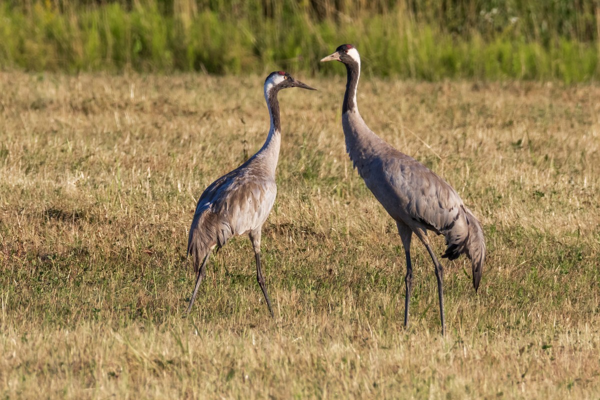 Common Crane - ML638308519