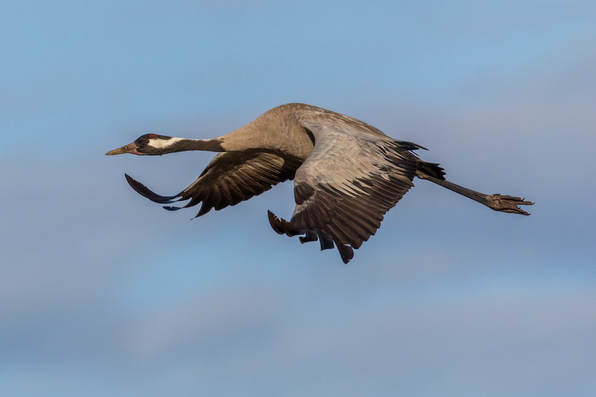 Common Crane - ML638308523