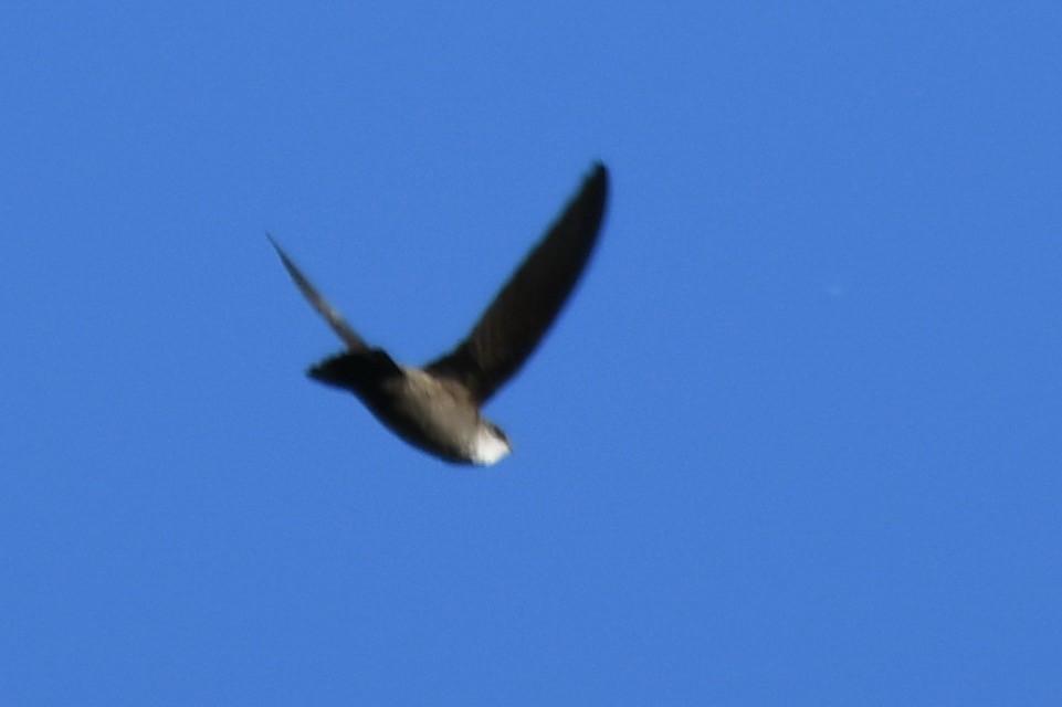 Vaux's Swift - ML638308531