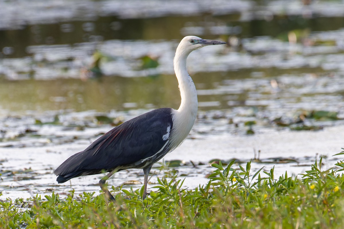 Pacific Heron - ML638308551