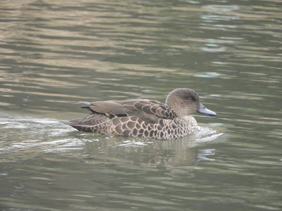 Chestnut Teal - ML638308552