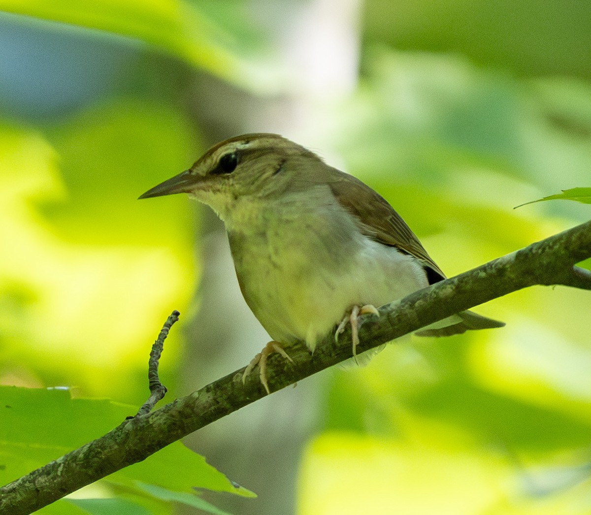 Swainson's Warbler - ML638308559