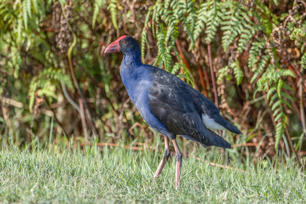 Australasian Swamphen - ML638308561