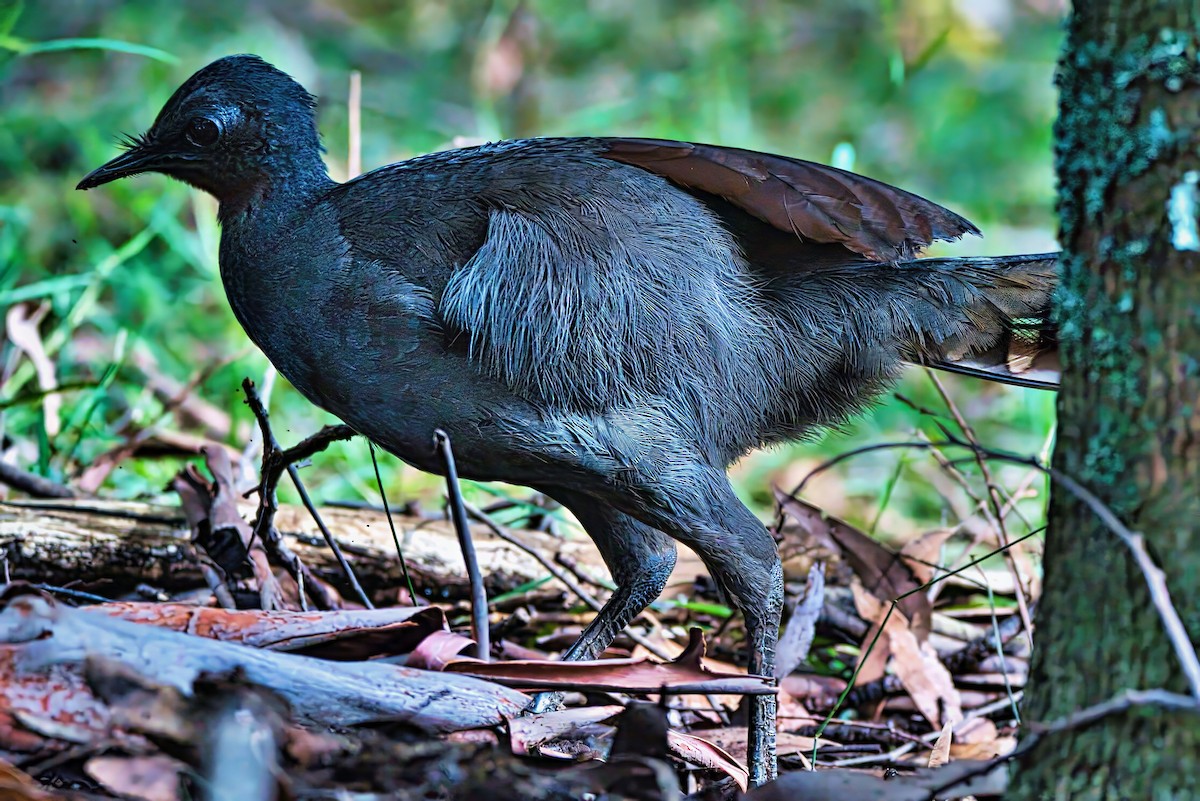 Superb Lyrebird - ML638308562