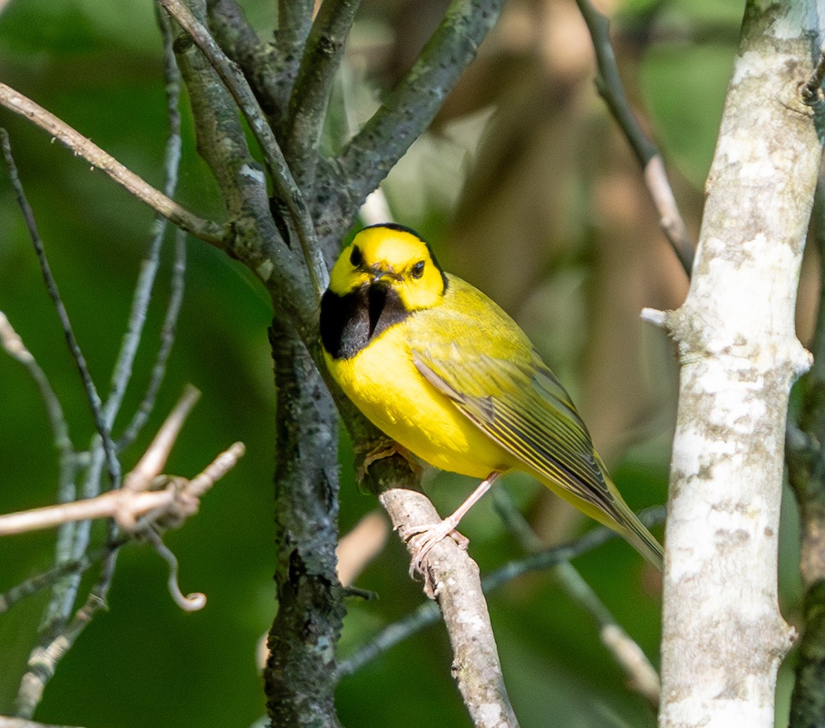 Hooded Warbler - ML638308563