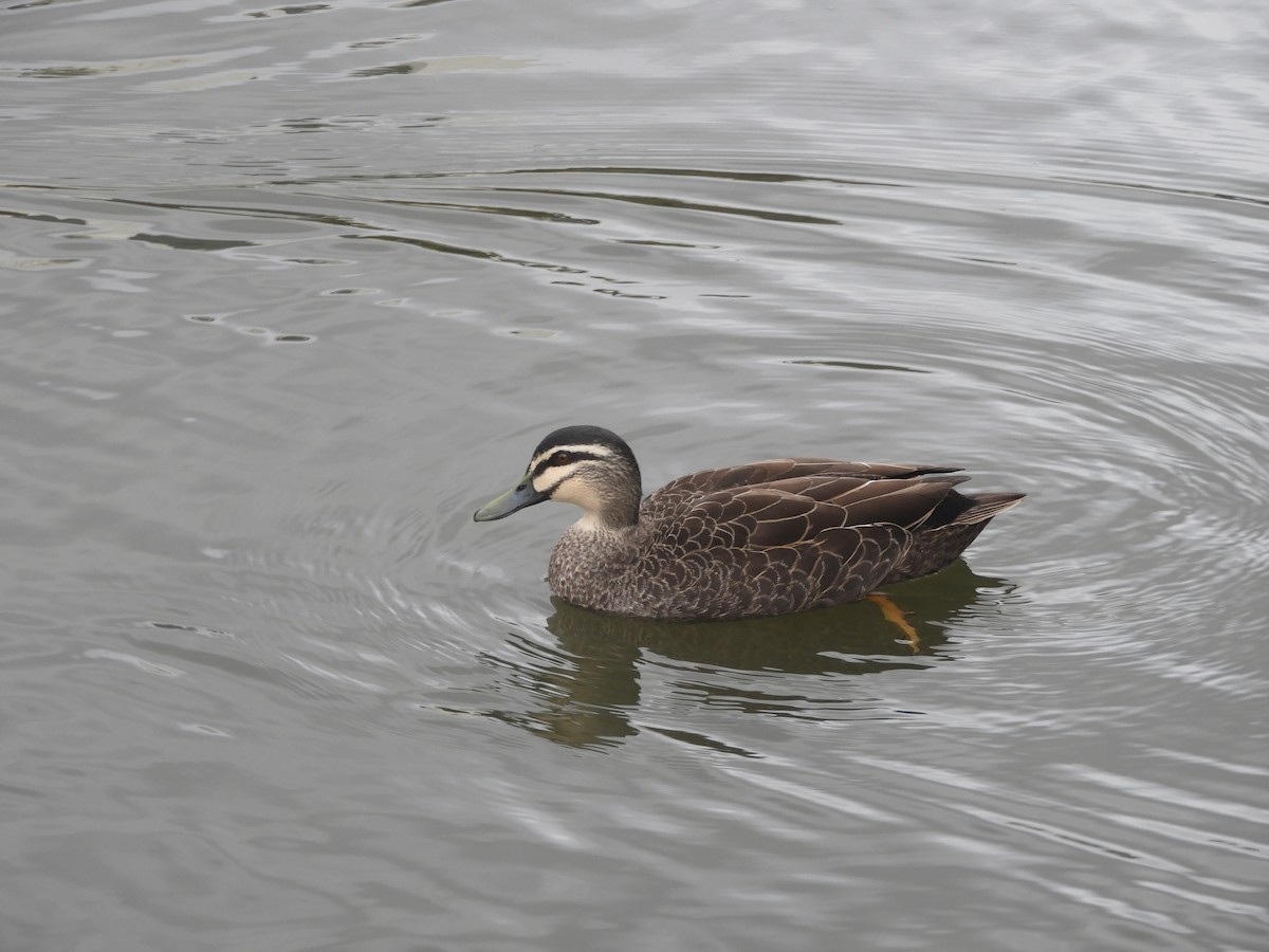 Pacific Black Duck - ML638308566