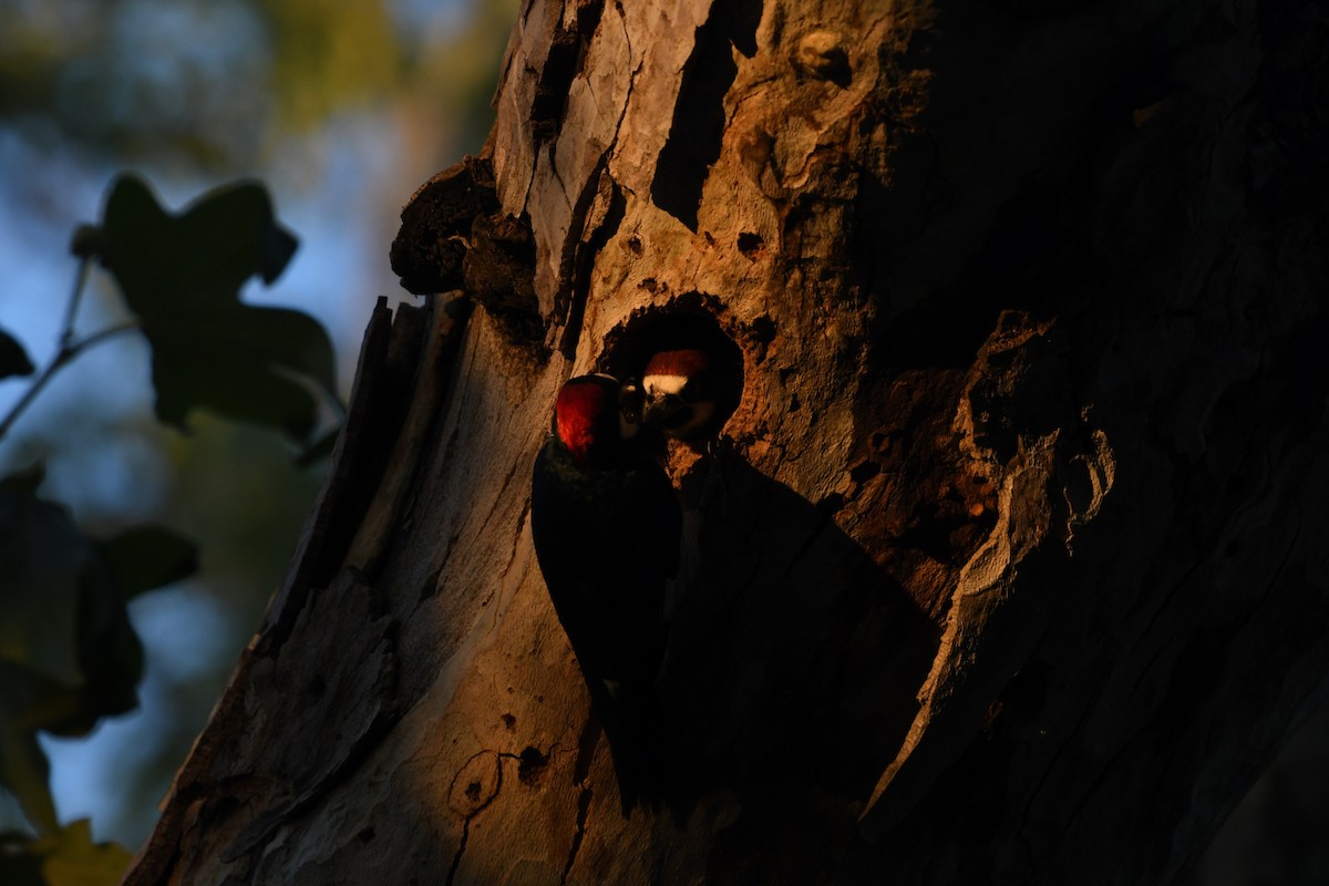 Acorn Woodpecker - ML638308568