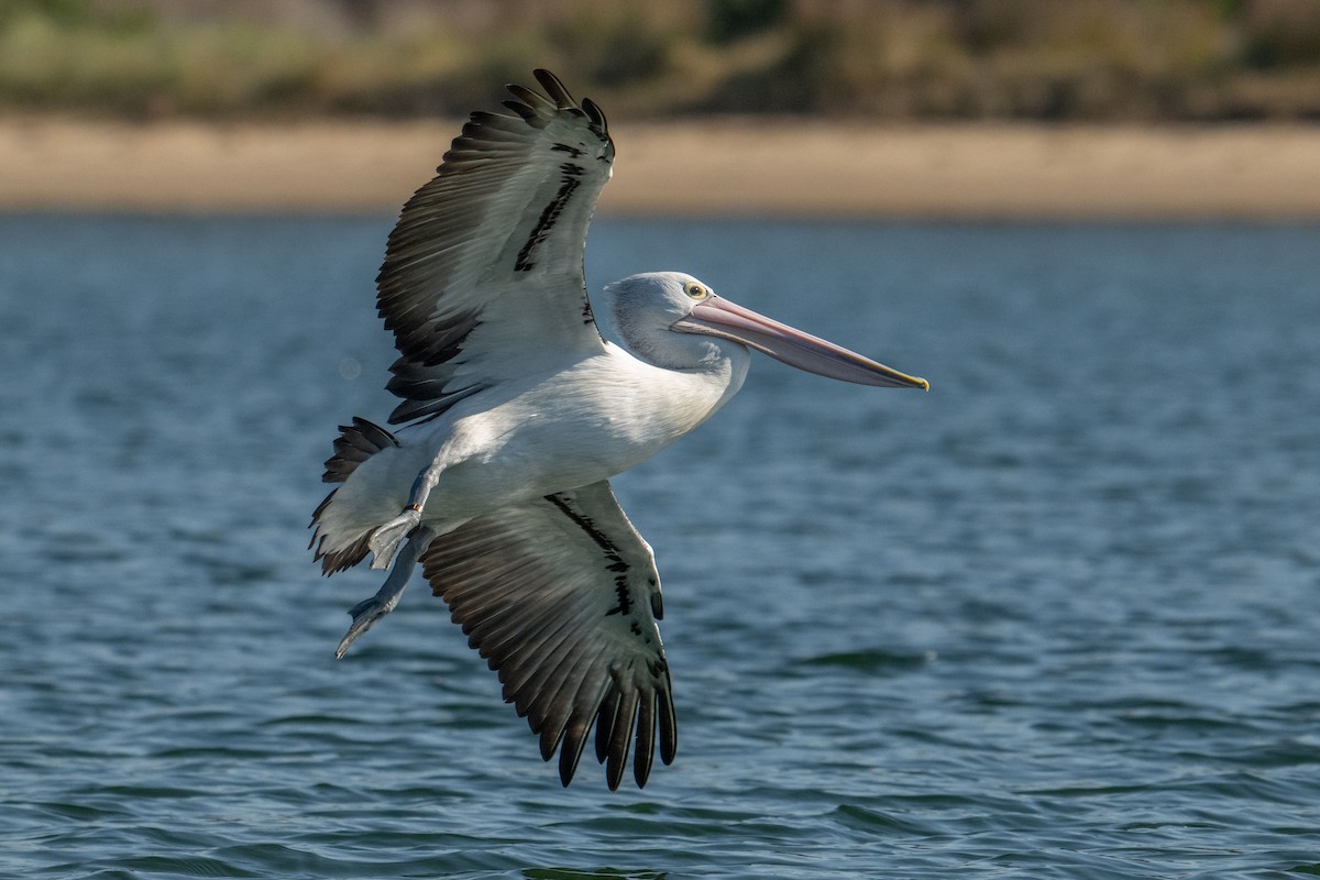 Australian Pelican - ML638308572