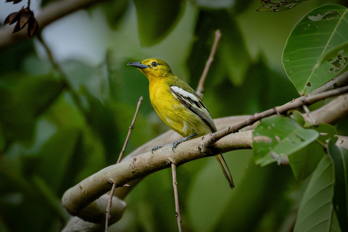 Common Iora - ML638308573