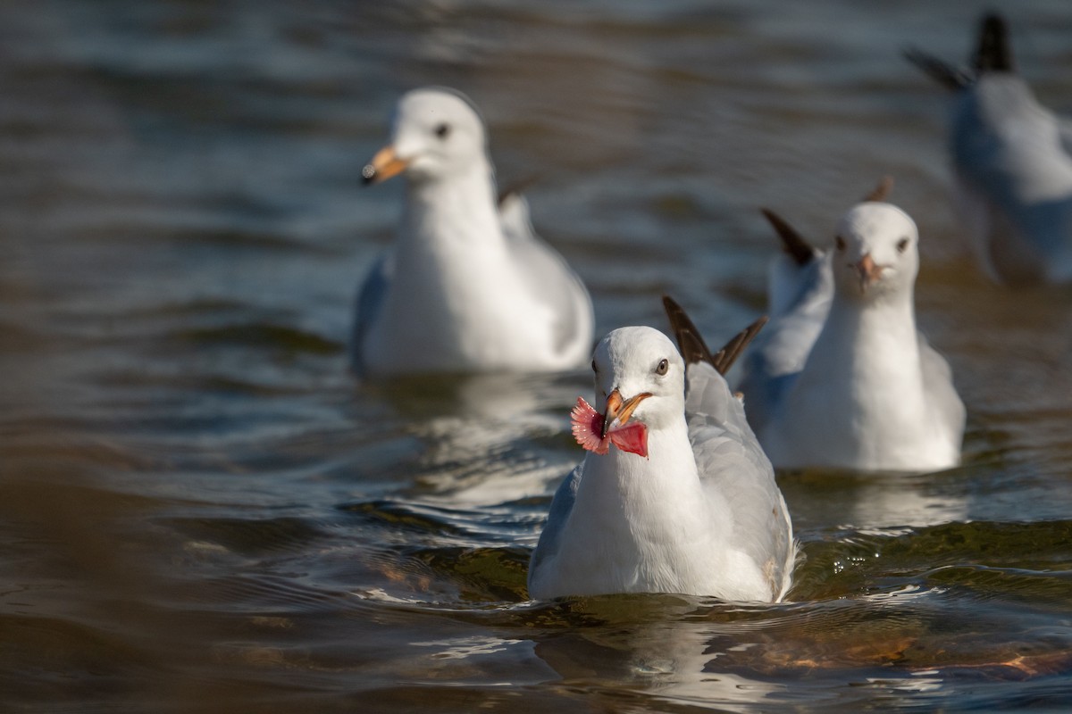 Silver Gull - ML638308574