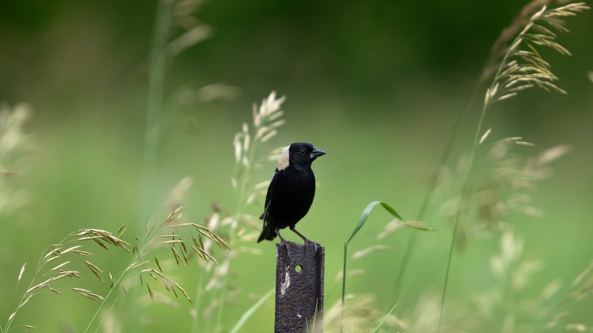 Bobolink - ML638308578