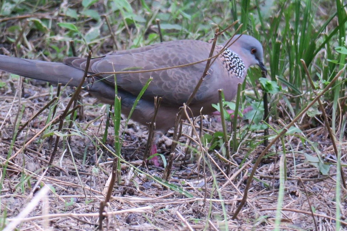カノコバト - ML638308580
