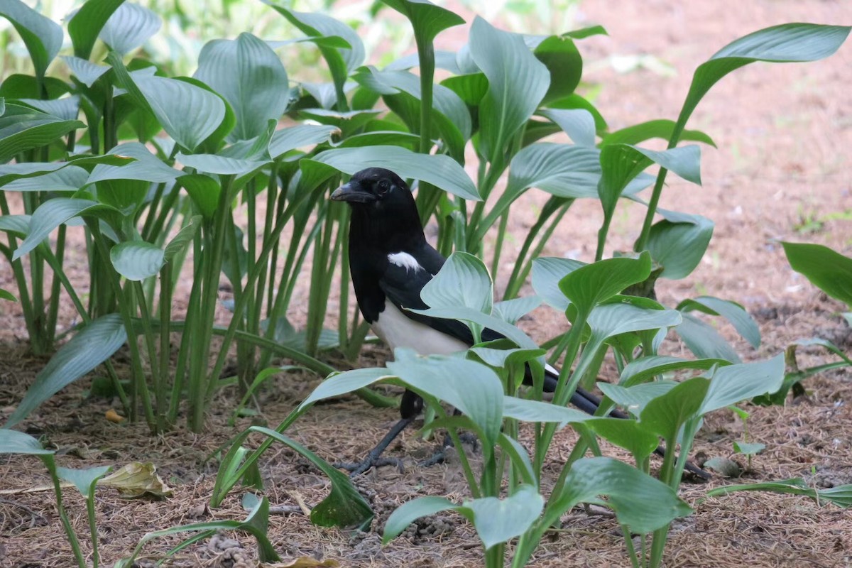 カササギ - ML638308588
