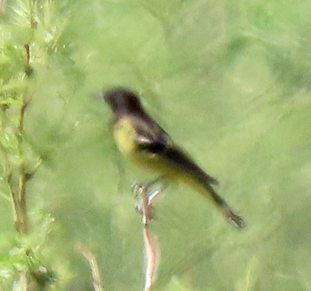Turpial de Scott - ML638308596