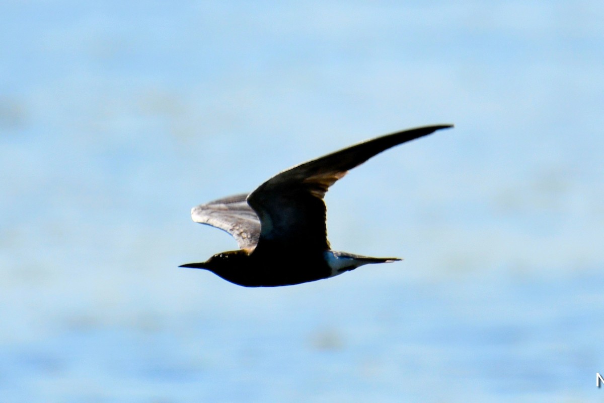 Black Tern - ML638308598