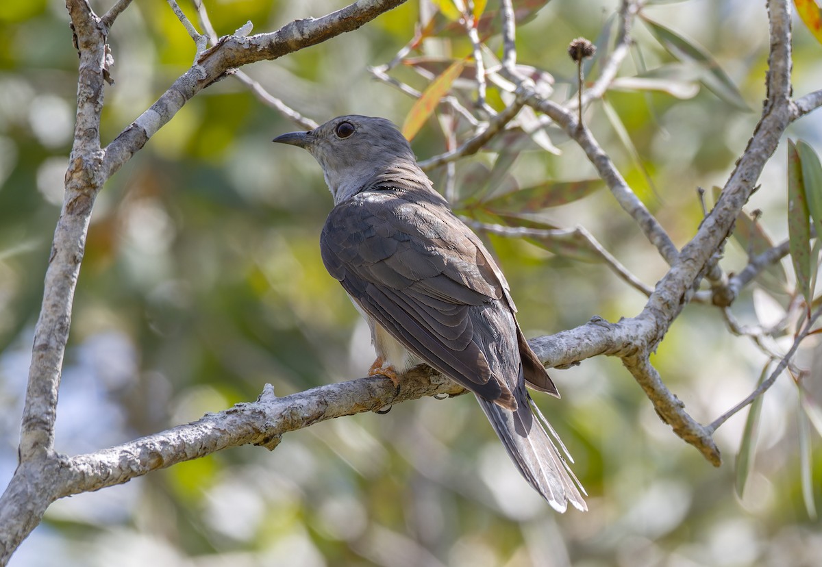 Cuco Varioloso (grupo variolosus) - ML638308602