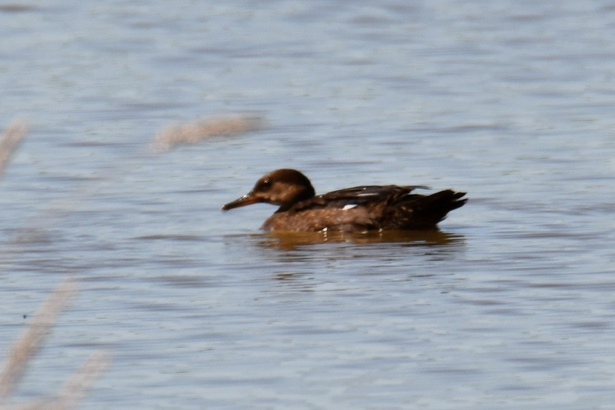 Serreta Capuchona - ML638308603