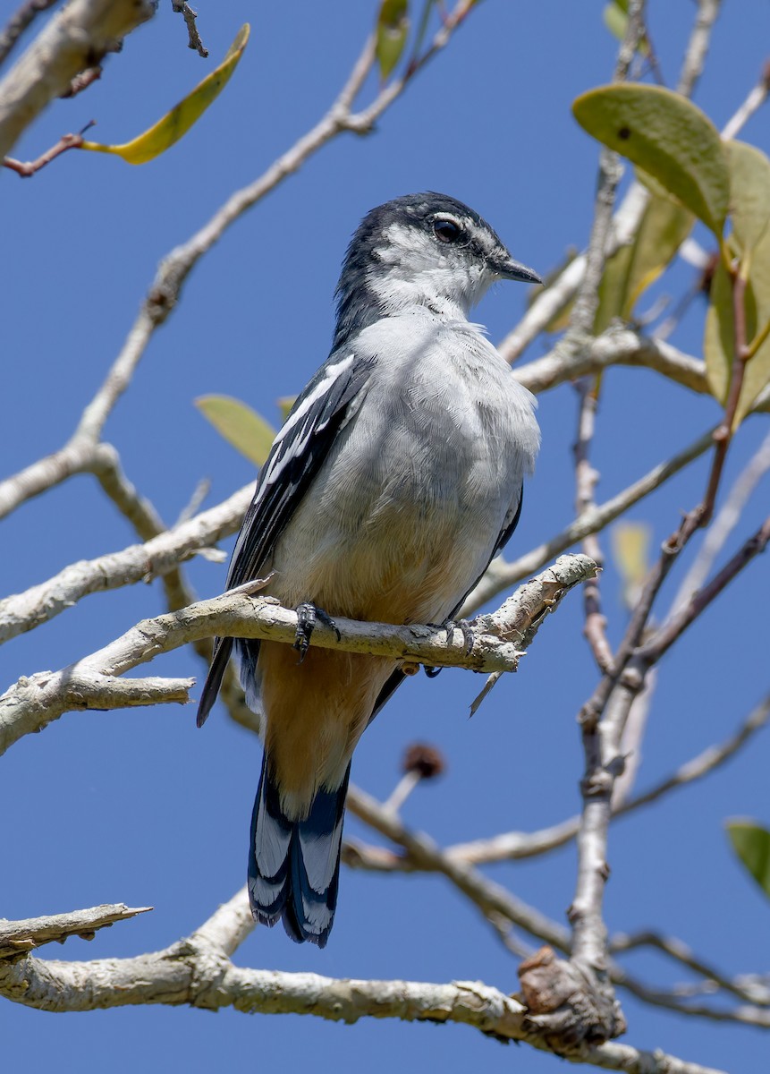 Oruguero Variable - ML638308604