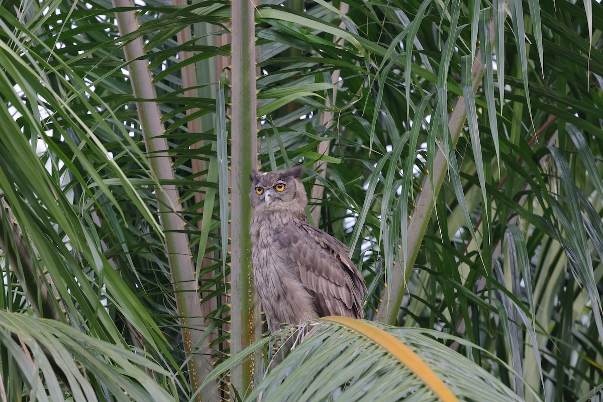 Dusky Eagle-Owl - ML638308625