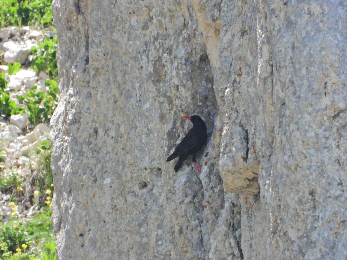 Red-billed Chough - ML638308628