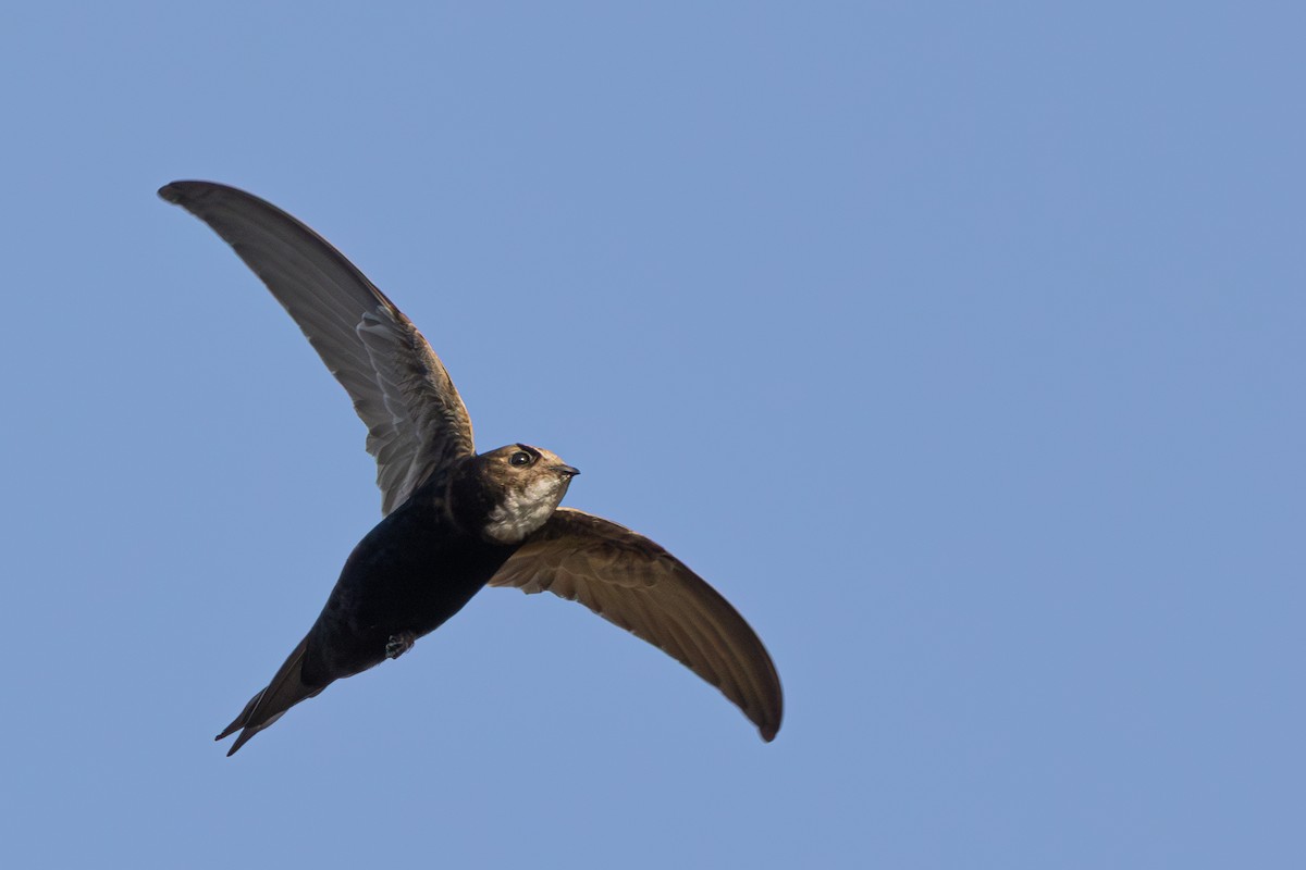 White-rumped Swift - ML638308643
