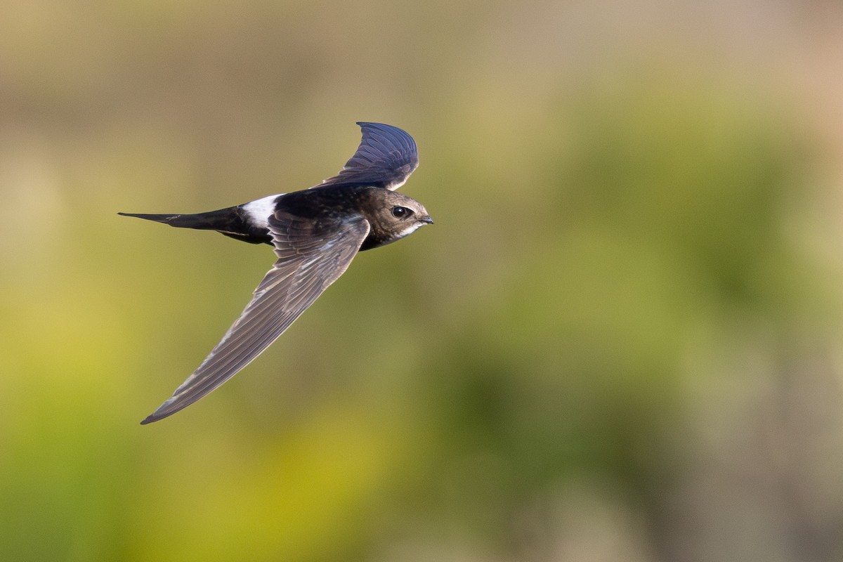 White-rumped Swift - ML638308644
