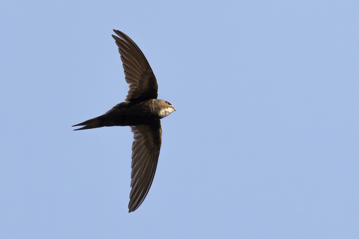 White-rumped Swift - ML638308647