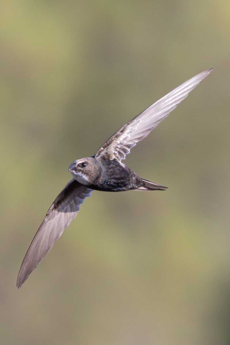 White-rumped Swift - ML638308648