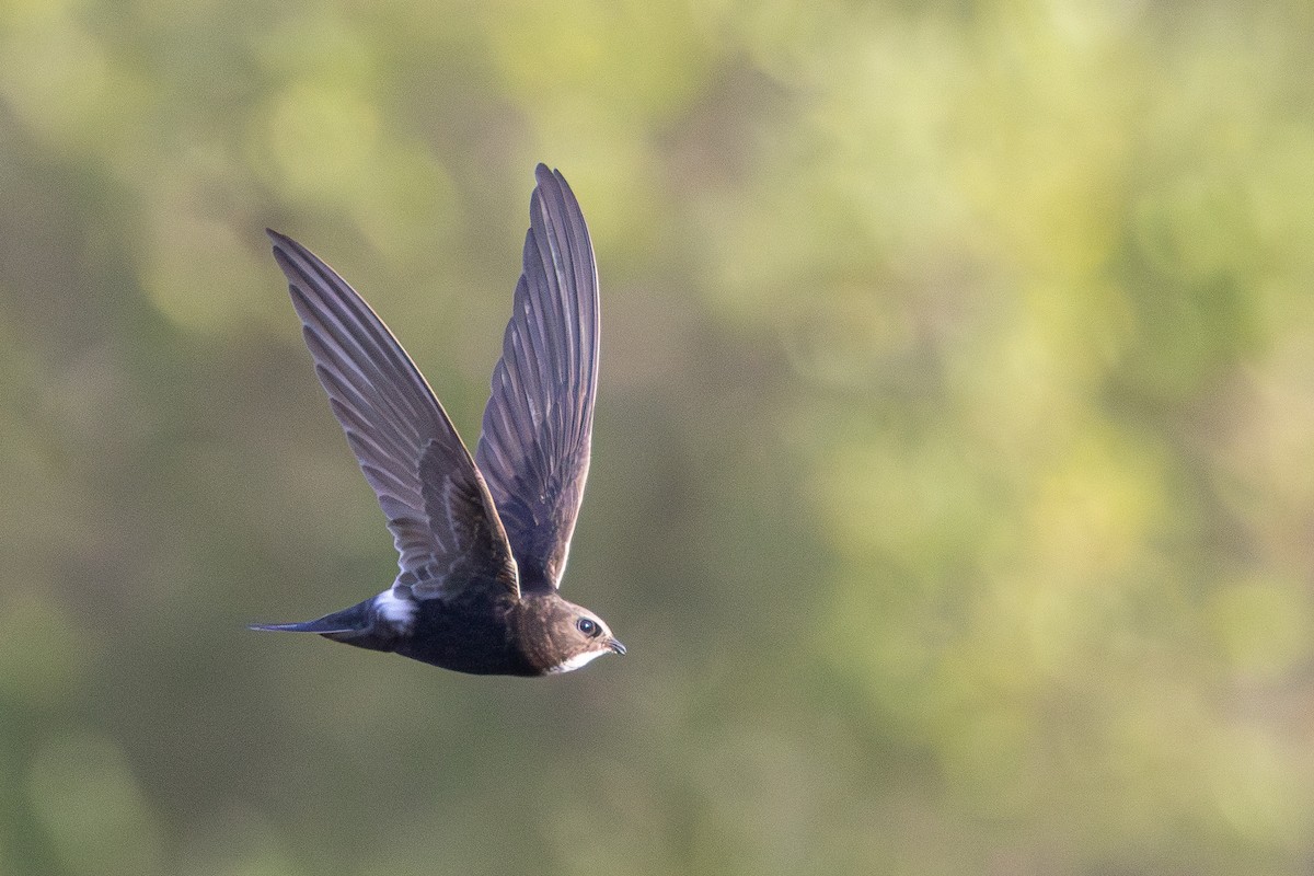 White-rumped Swift - ML638308651