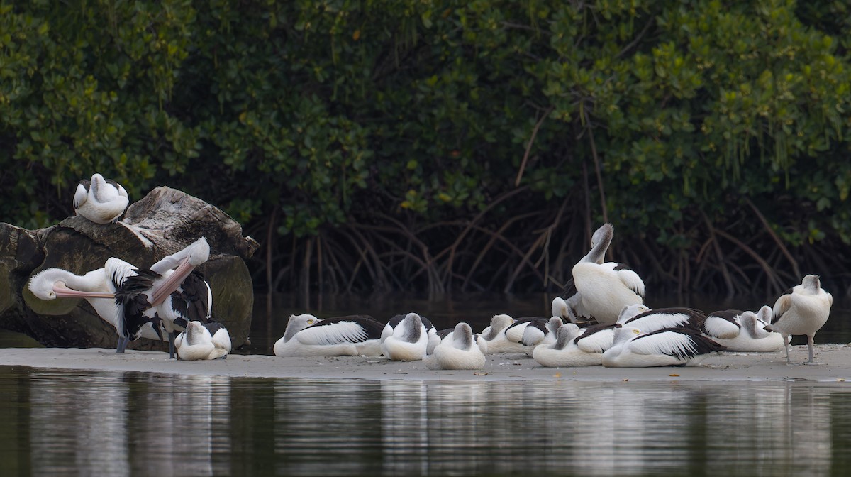 Australian Pelican - ML638308654