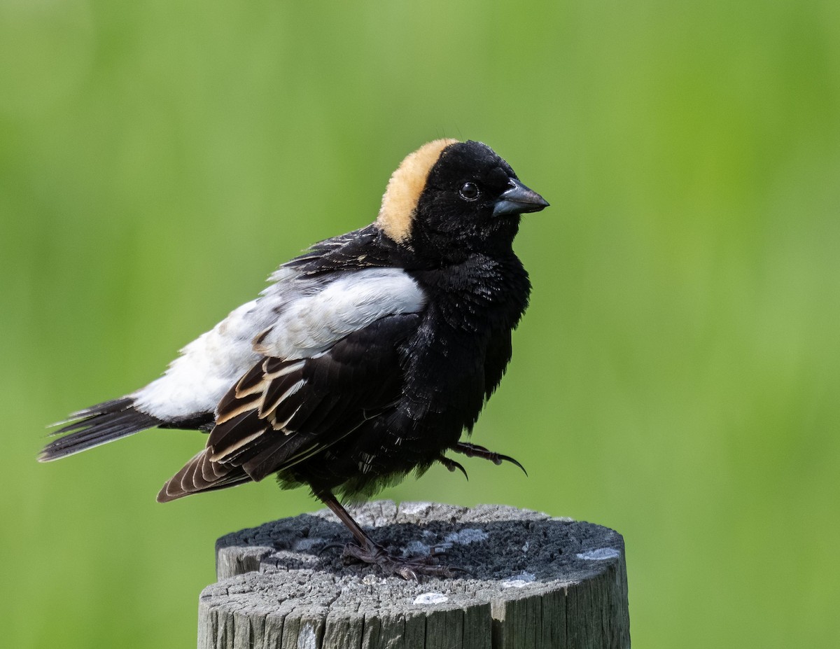 Bobolink - ML638308664