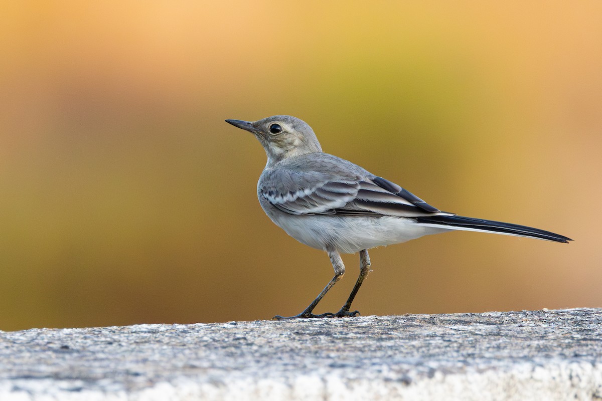 White Wagtail - ML638308666