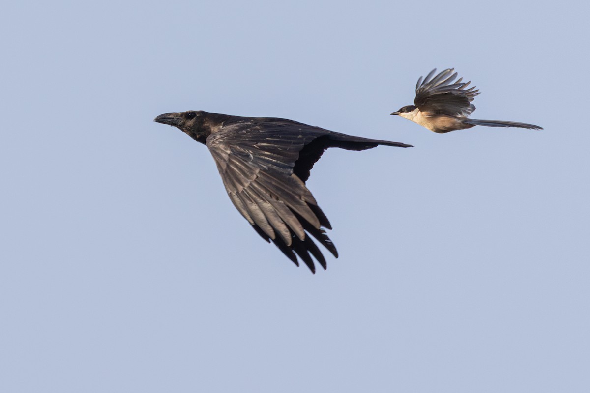 Iberian Magpie - ML638308668