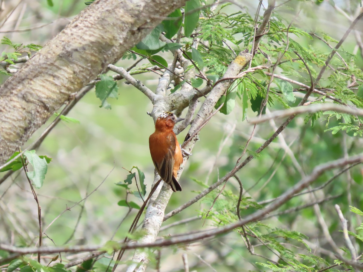 Chestnut Piculet - ML638308671