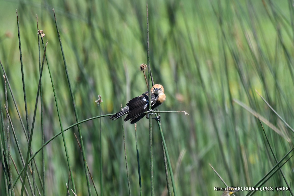 Yellow-headed Blackbird - ML638308673