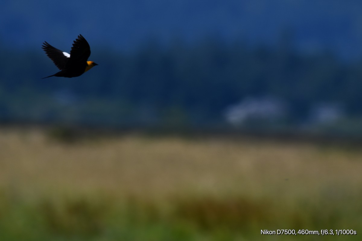 Yellow-headed Blackbird - ML638308674