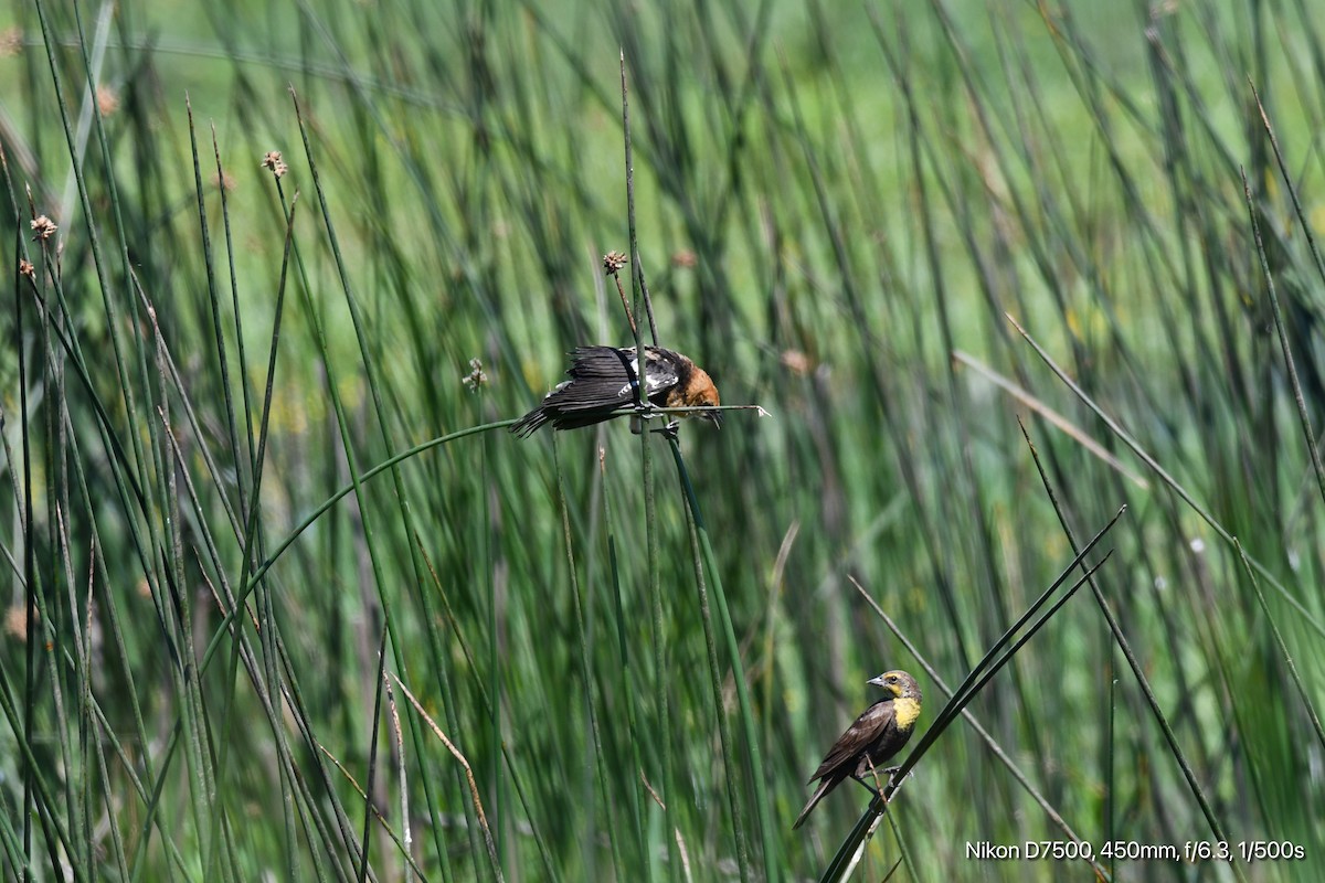 Yellow-headed Blackbird - ML638308675