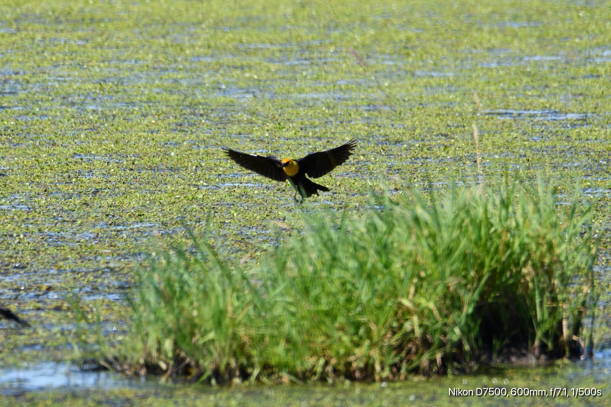 Yellow-headed Blackbird - ML638308676