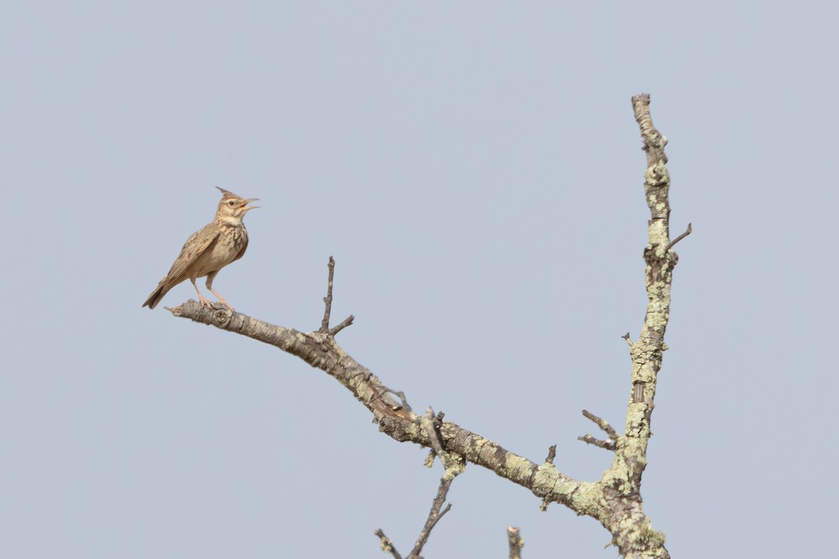 Crested Lark - ML638308690