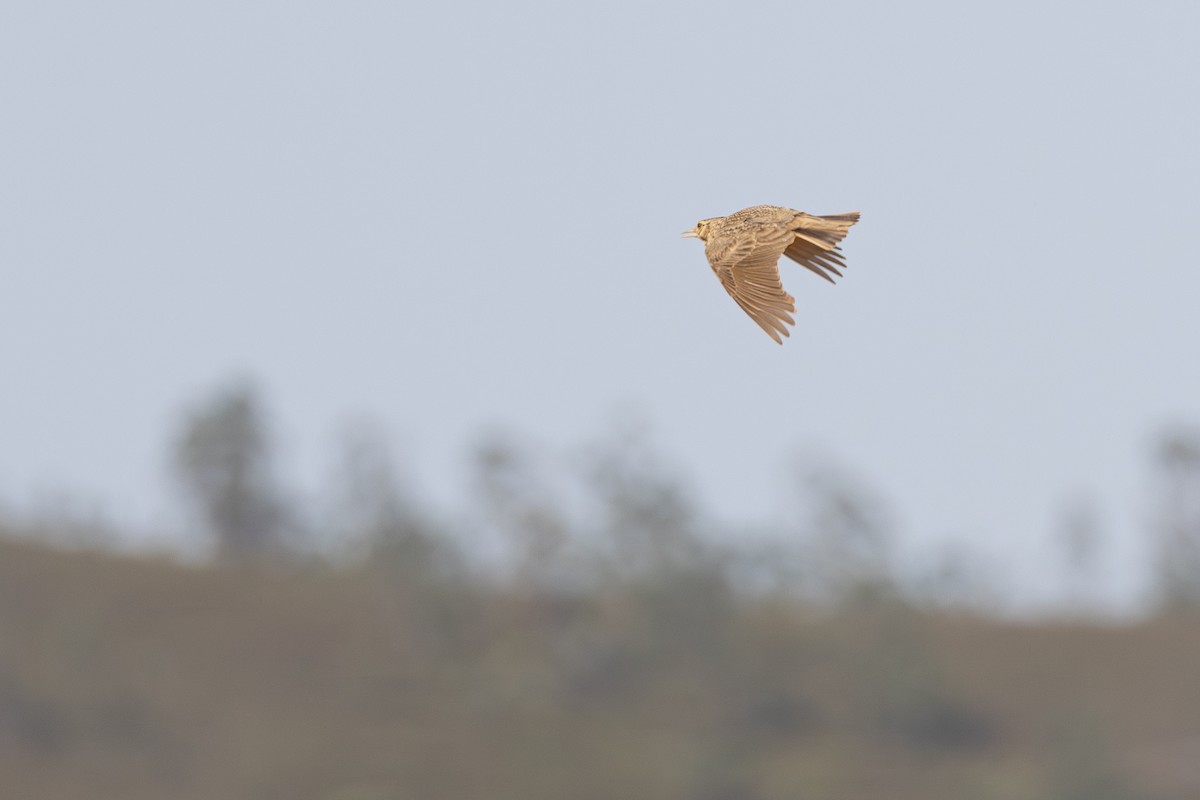 Crested Lark - ML638308691